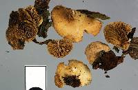 Simocybe rhabarbarina image