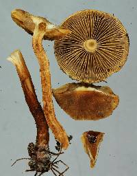 Pholiota multicingulata image