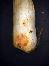 Russula laccata image