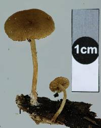 Simocybe largispora image