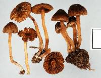 Inocybe serrata image