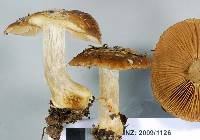 Cortinarius subcastanellus image