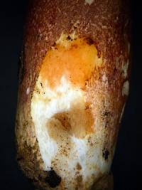 Russula tawai image