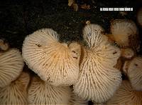 Hohenbuehelia cyphelliformis image