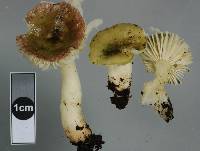 Russula laccata image