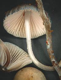 Mycena amicta image