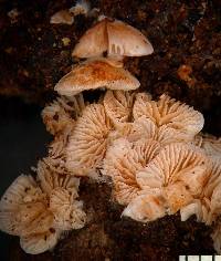 Crepidotus lateralipes image