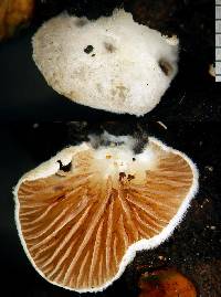 Crepidotus novae-zealandiae image