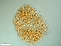 Image of Candelabrum microsporum