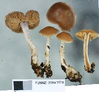 Cortinarius saturniorum image