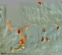 Galerina austrocalyptrata image