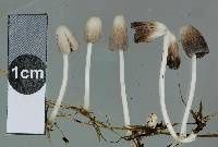 Coprinopsis pseudofriesii image