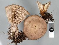 Rhodocybe pallidogrisea image