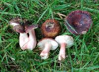 Russula pilocystidiata image