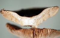 Russula griseostipitata image