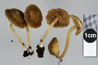 Simocybe largispora image