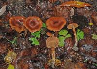 Cortinarius saniosus image