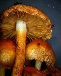 Pholiota highlandensis image