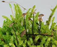 Marasmius kanukaneus image