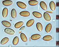 Pholiota highlandensis image