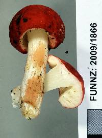 Russula kermesina image