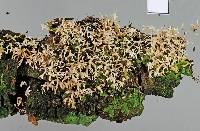 Image of Lentaria glaucosiccescens