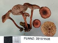 Mycena lividorubra image