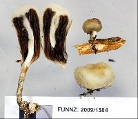 Psilocybe weraroa image