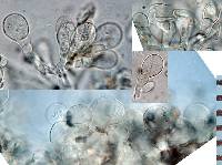 Inocybe strobilomyces image