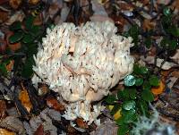 Ramaria rotundispora image