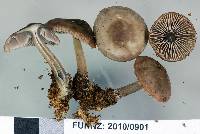 Mycena vinacea image