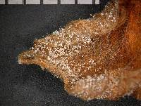 Botrytis cinerea image