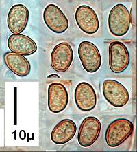 Simocybe largispora image