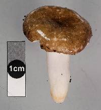 Russula laccata image