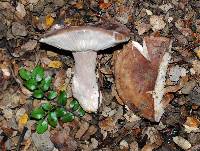 Russula griseostipitata image