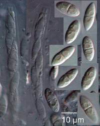 Diaporthe sophorae image
