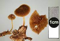 Simocybe phlebophora image