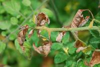 Botrytis cinerea image