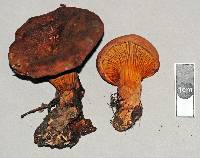 Austropaxillus nothofagi image