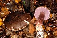 Tylopilus formosus image