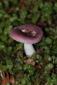 Russula roseopileata image