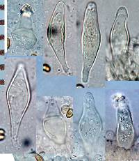 Inocybe strobilomyces image