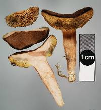 Xerocomus squamulosus image