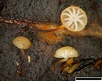Gloiocephala xanthocephala image