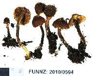 Inocybe scobifera image