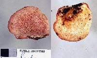 Tyromyces pulcherrimus image