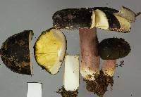 Russula tawai image