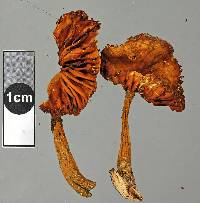 Heimiomyces neovelutipes image