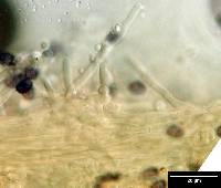 Leucopaxillus lilacinus image