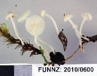 Hemimycena lactea image